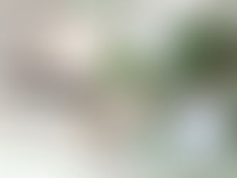 Benefits of Plants in Your Home