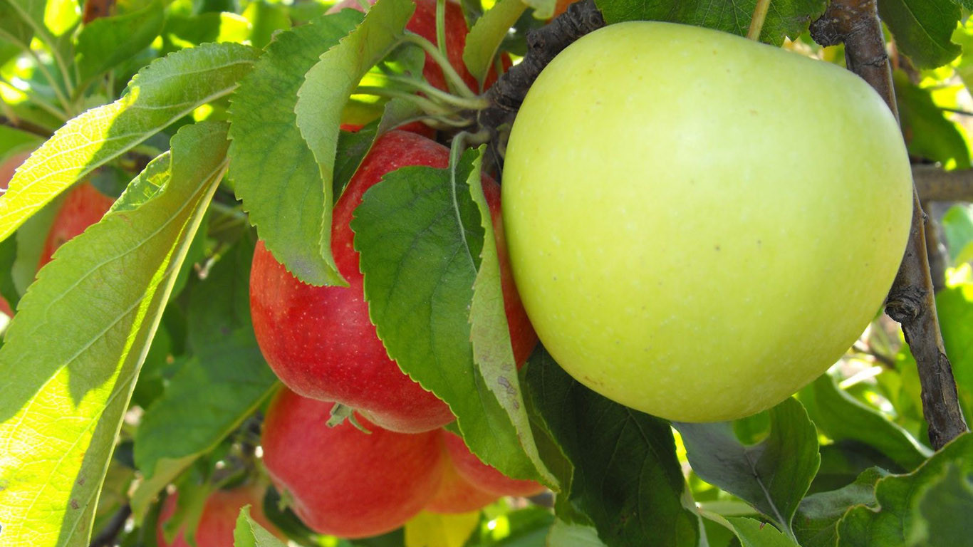 Podvoj Dlya Chereshni I Vishni Podvoy