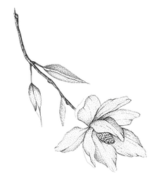 Desney Kwekkeboom_2.png