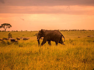 A Journey to the Serengeti