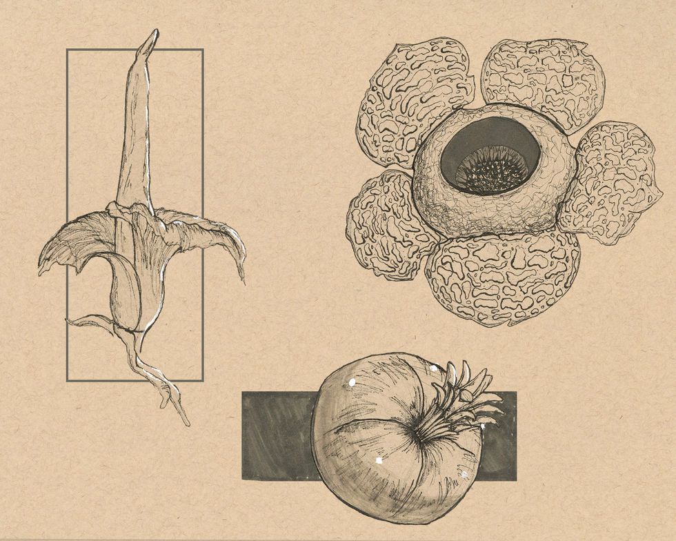Plants