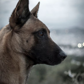 Η αρχή της συνέπειας στην εκπαίδευση σκύλων.