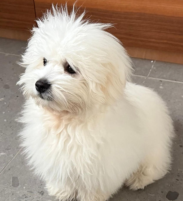 Teddy Elite Coton