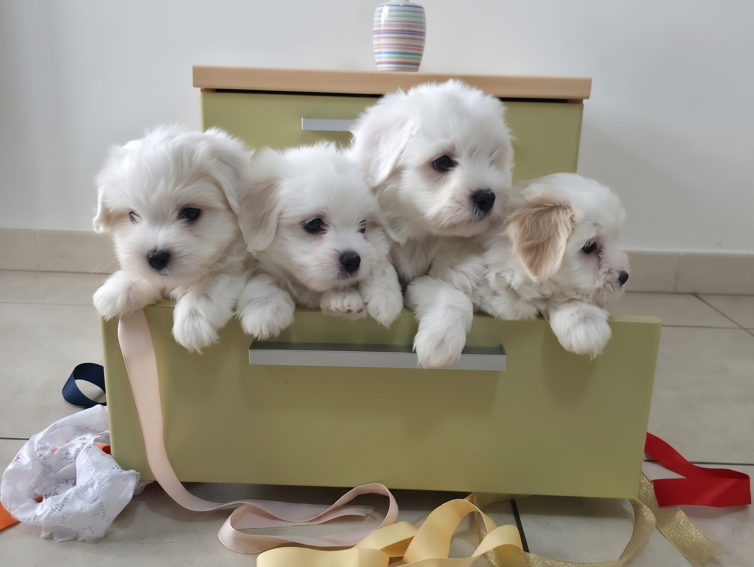 Un cassetto pieno di pura dolcezza! Ecco i nostri piccoli batuffoli di Coton de Tuléar.