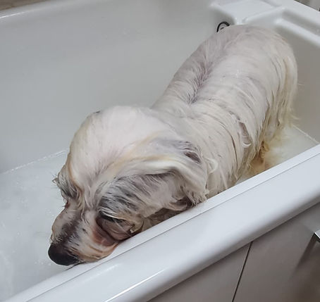 Bagnetto-Coton-de-Tulear