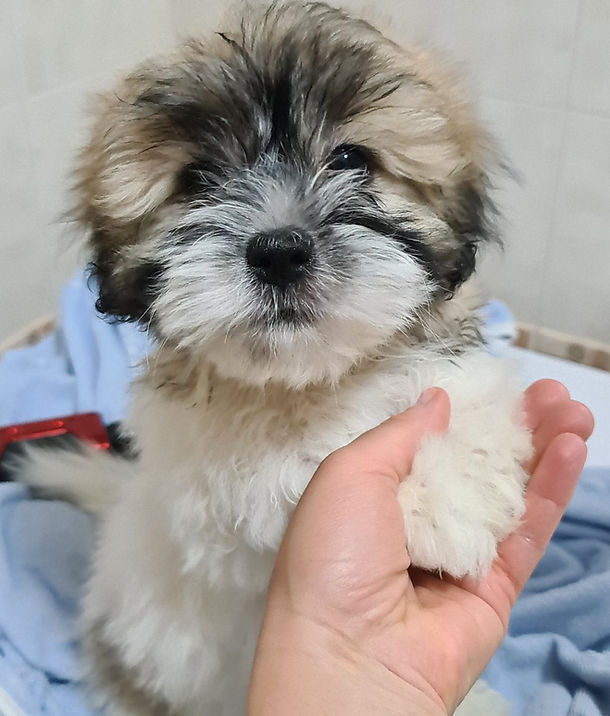 Primo piano dello sguardo attento ed empatico tipico di un cucciolo di Coton de Tuléar.