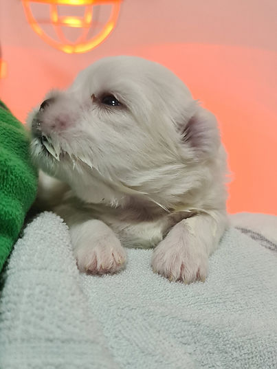 Cucciolo di Coton de Tulear