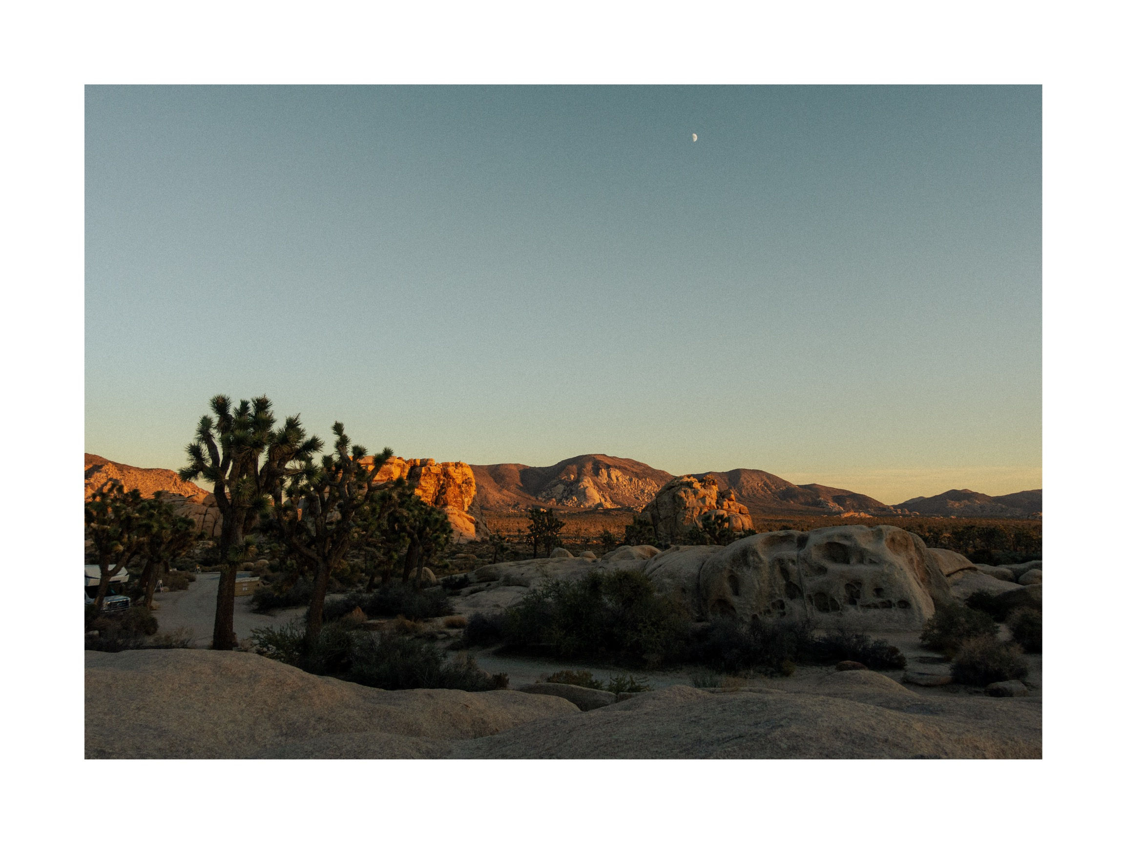 JOSHUA TREE UNDER MOON