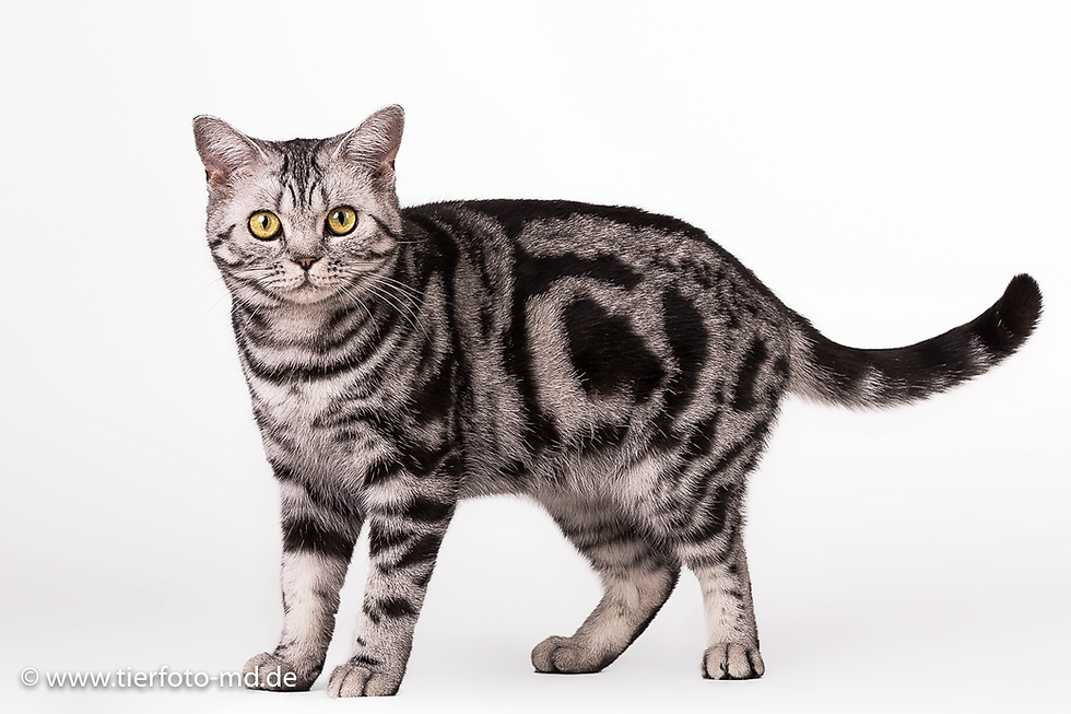 Zum Fremdschämen!!!! Jens Zierz Produzent der Maine Coon Massenzucht ,Maine Coon Castle MCC-Cats aus Bahretal und seine E-MAILS an BKH DREAM TIGER