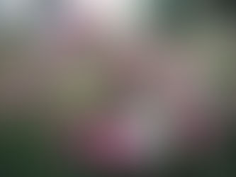 Healing Through Petals: How Flowers Can Help Mend a Broken Heart