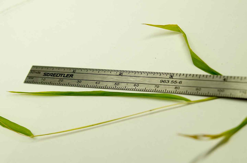 Leersia virginica leaf