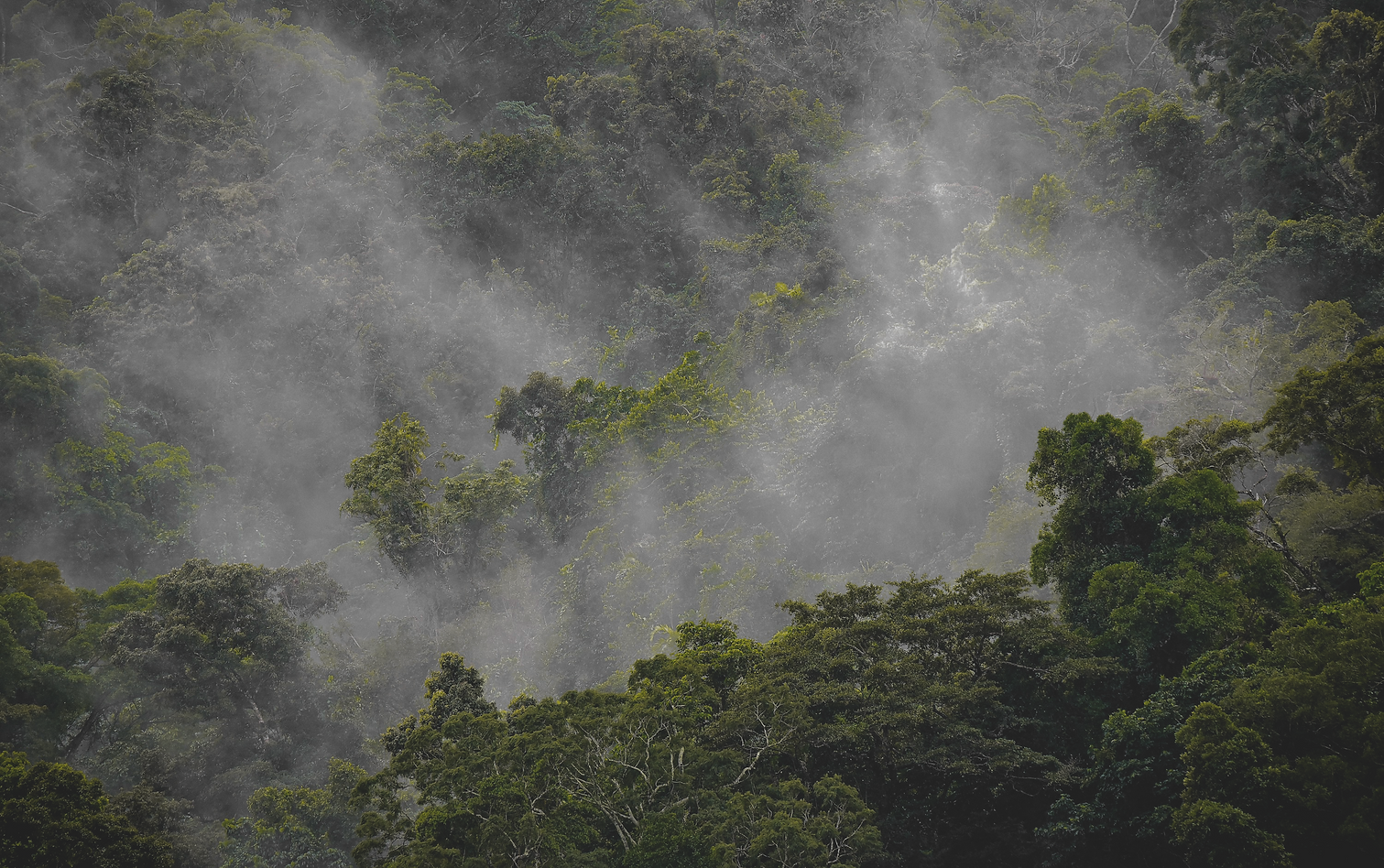 Para esa imagen de la zona **Woodland**, pondría: **Lush tropical forest within the Woodland area at Sulara in Jacó, Costa R