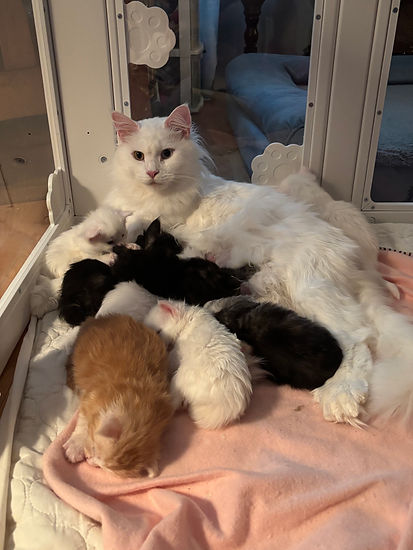 Arctic litter.jpeg
