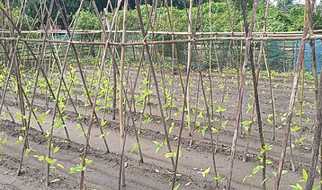 Agricultural Initiatives_1.jpeg