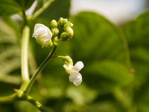 Seminario online | Del campo al plato: Construyendo el futuro de las legumbres