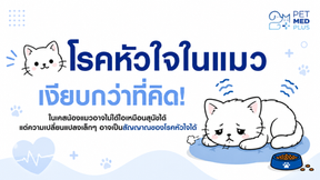 🐱💙 โรคหัวใจในแมว อาจเงียบกว่าที่คิด สัญญาณเล็ก ๆ ที่เจ้าของไม่ควรมองข้าม