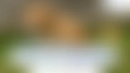 วิธีสังเกตอุจจาระน้องหมาแบบไหนถึงเรียกว่าป่วย?