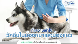 ทำความเข้าใจเรื่องวัคซีนในน้องหมาและน้องแมว 