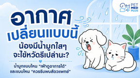 🌧️🐶🐱 สัตว์เลี้ยงน้ำมูกไหลช่วงหน้าฝน เรื่องเล็กที่เจ้าของไม่ควรมองข้าม