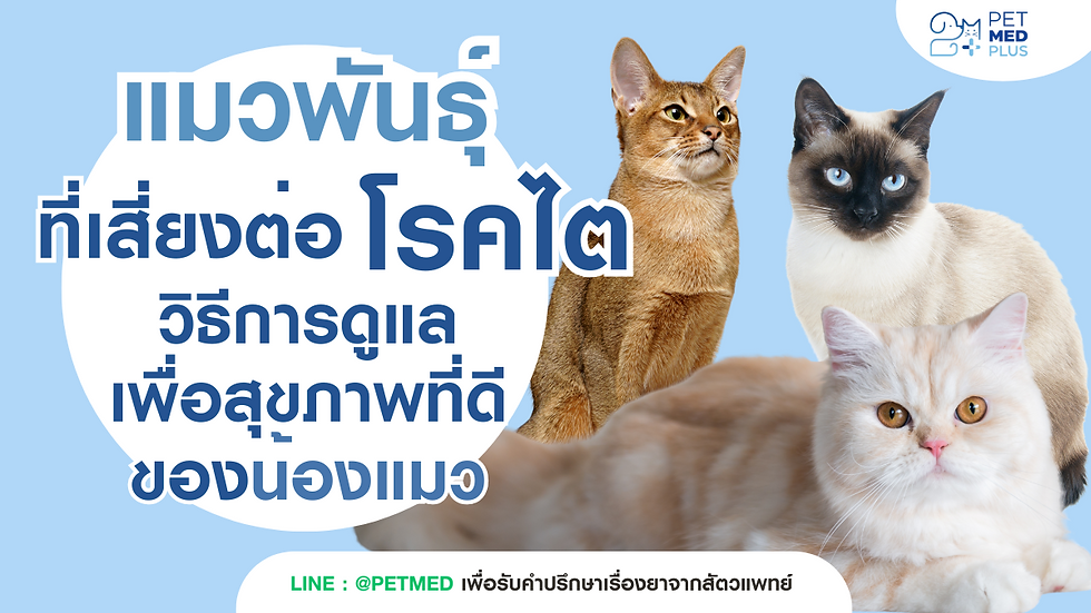 แมวพันธุ์เสี่ยงโรคไต