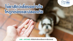 เคยสงสัยในการใช้ยารักษาสัตว์เลี้ยงไหม ว่าใช้อย่างไรให้ถูกต้อง ปลอดภัย? Petmed+ มีคำตอบ