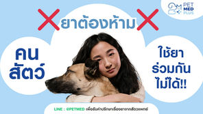 สัตวแพทย์เตือน! ห้ามใช้ยาคนกับสัตว์เลี้ยงเด็ดขาด