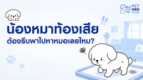 🐶💩 น้องหมาท้องเสีย ต้องรีบพาไปหาหมอไหม? สัญญาณที่เจ้าของสุนัขควรรู้และไม่ควรมองข้าม