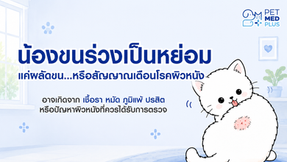 🐱 แมวขนร่วงเป็นหย่อม ๆ อาจไม่ใช่แค่การผลัดขน สัญญาณโรคผิวหนังที่เจ้าของไม่ควรมองข้าม