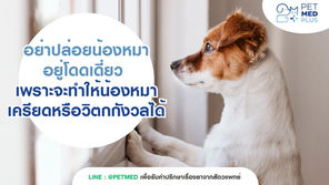 อย่าปล่อยน้องหมาให้อยู่โดดเดี่ยวเพราะจะทำให้น้องหมาเกิดภาวะเครียดหรือวิตกกังวลได้