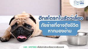 ฮีทสโตรกในสัตว์เลี้ยง: ภัยร้ายที่อาจถึงชีวิตหากมองข้าม