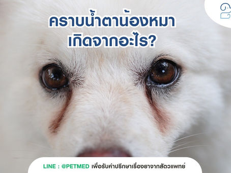 คราบน้ำตาในน้องหมาเกิดจากอะไรนะ?