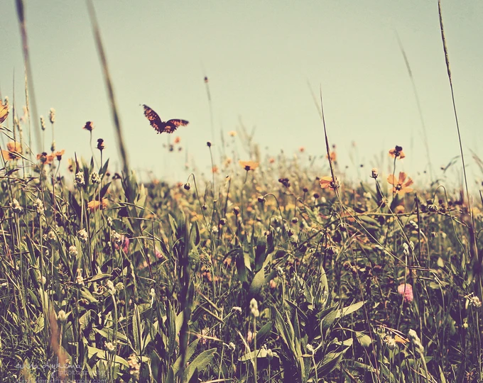 butterfliess.webp