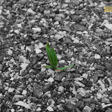 IMG_8026 לוגו_1600x1066.jpg