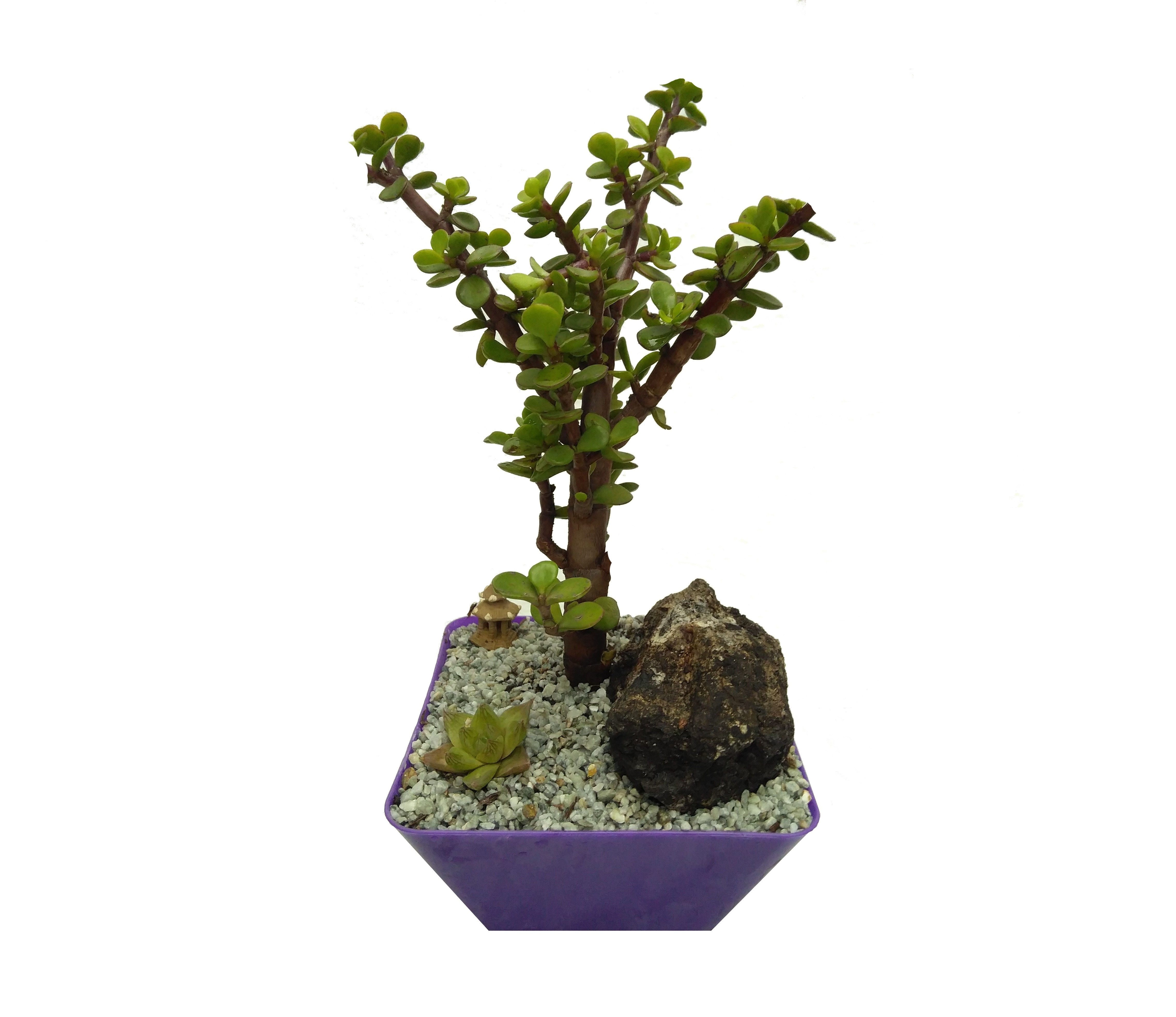Jade Portulacaria