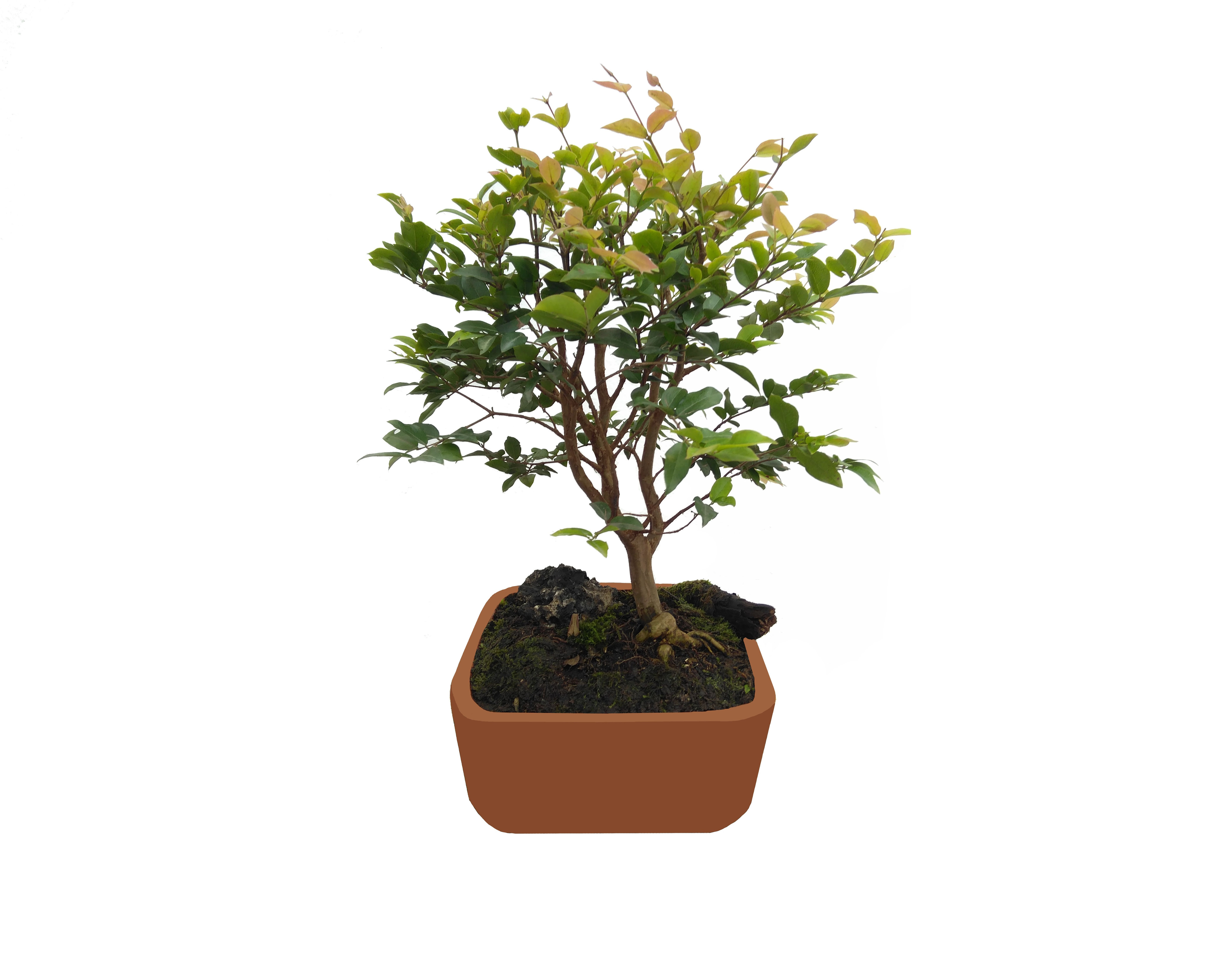 Jabuticaba Barro