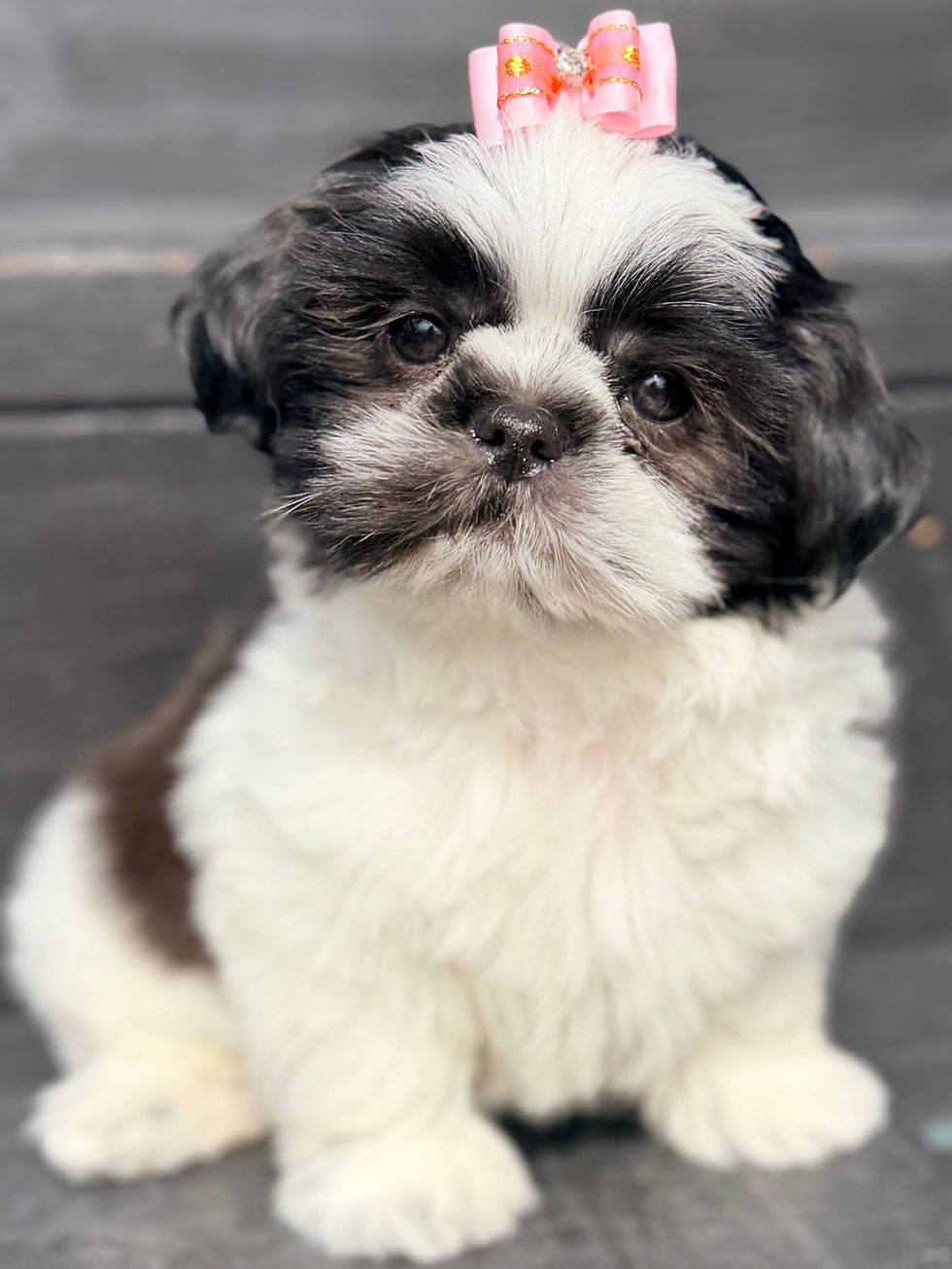 Why do our puppies cost so much? The True Cost of Responsible Dog Breeding: What Goes Into Raising a Healthy Puppy