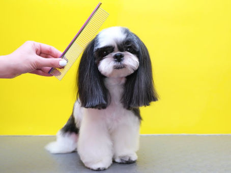 The Convenience of Mobile Grooming — Why Bath Bark & Beyond Is a Game Changer in the Hudson Valley