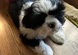 Joes puppy.webp