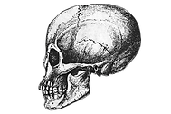 Human%20Skull%20Sketch_edited.png