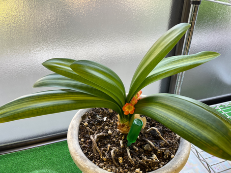 約2ヶ月遅れでクンシランの花が咲き始めました〜