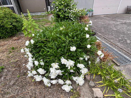 綺麗な花が咲く時期になりましたね〜