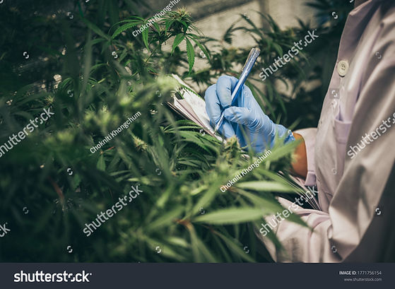 stock-photo-scientist-checking-organic-hemp-wild-plants-in-a-cannabis-weed-commercial-gree