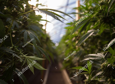 stock-photo-marijuana-farm-industry-weed-and-commercial-cannabis-1674593275 (1).jpg