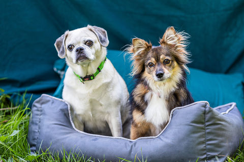 Eine Mops-Beagle-Hündin mit hellem Fell und dunkel braunen Ohren und eine Mischlingshündin in verschiedenen Brauntönen und heller Brust sitzen in einem HundeNest und schauen mit gedrehten Köpfen in die Kamera.