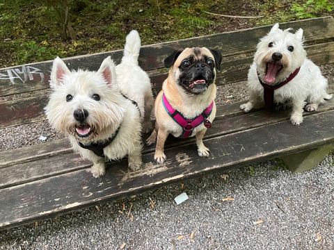 Zwei West-Highland-Terrier und eine Mopshündin sitzen hechelnd auf einer Parkbank und schauen in die Kamera.