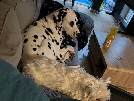 Ein Dalmatiner und ein West-Highland-Terrier liegen Po an Po auf einem Sofa. Der Dalmatiner liegt eingekringelt, der Westie ausgestreckt da.