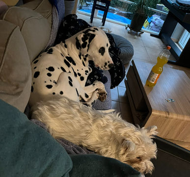 Ein Dalmatiner und ein West-Highland-Terrier liegen Po an Po auf einem Sofa. Der Dalmatiner liegt eingekringelt, der Westie ausgestreckt da.