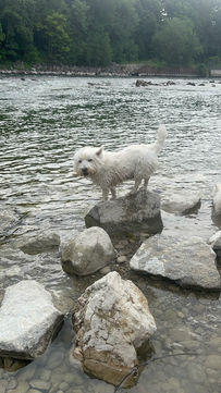 Ein West-Highland-Terrier steht wie eine Ziege auf einem Stein im Fluss. Er hat das eine Ohr angelegt, das andere aufgestellt und schaut in den Fluss vor ihn.