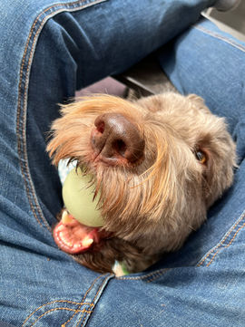 Der Hundekopf eines Golden-Doodles steckt zwischen den Beinen eines Menschen. Der Hund hat dabei einen Ball im Maul.
