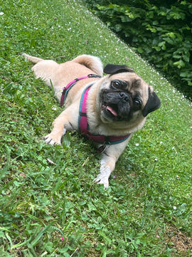 Eine Mopshündin liegt mit ausgestreckten Hinterläufen im Gras. Sie trägt ein rosafarbenes Hundegeschirr und hechelt.